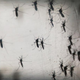 Aedes aegypti mosquitoes are seen in a lab at the Fiocruz institute on Jan. 26, 2016, in Recife, Pernambuco state, Brazil. The mosquito transmits the Zika virus and is being studied at the institute.
Mario Tama/Getty Images